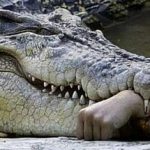 hostgator