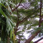 tecno boom j8 sample photo