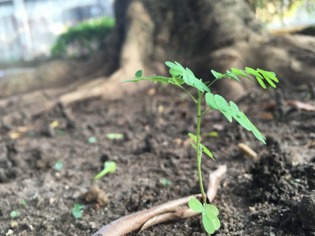 image taken with iPhone 6s Plus