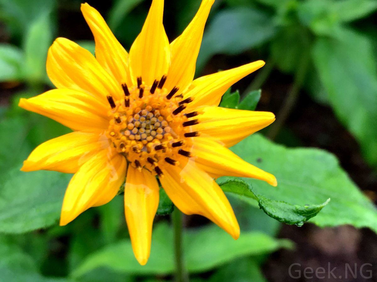 How to Use The Manual / Professional Camera Settings on Your Smartphone