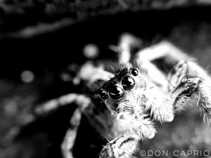spider
