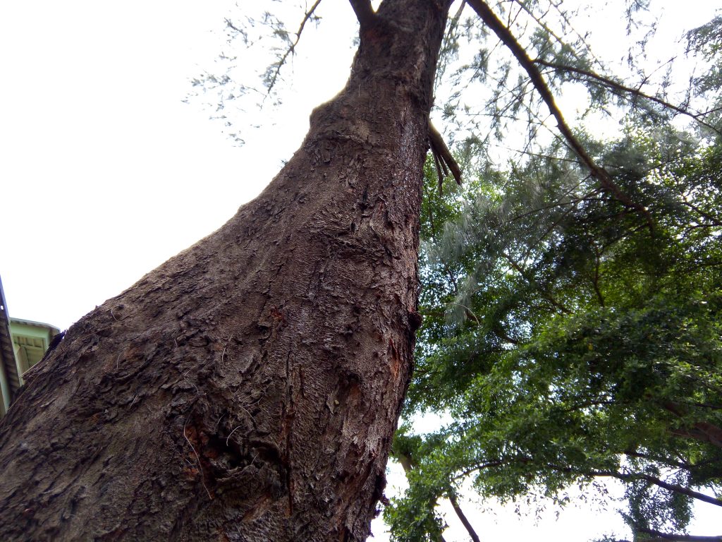 infinix hot s camera sample