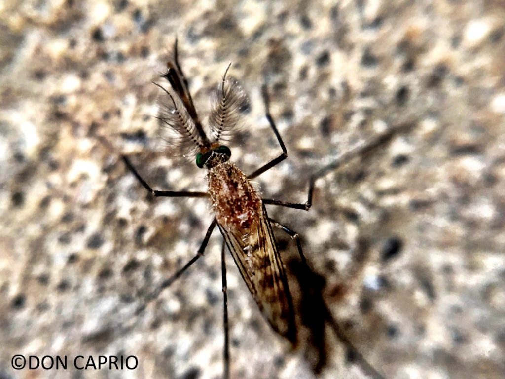 mosquito shot with macro lens