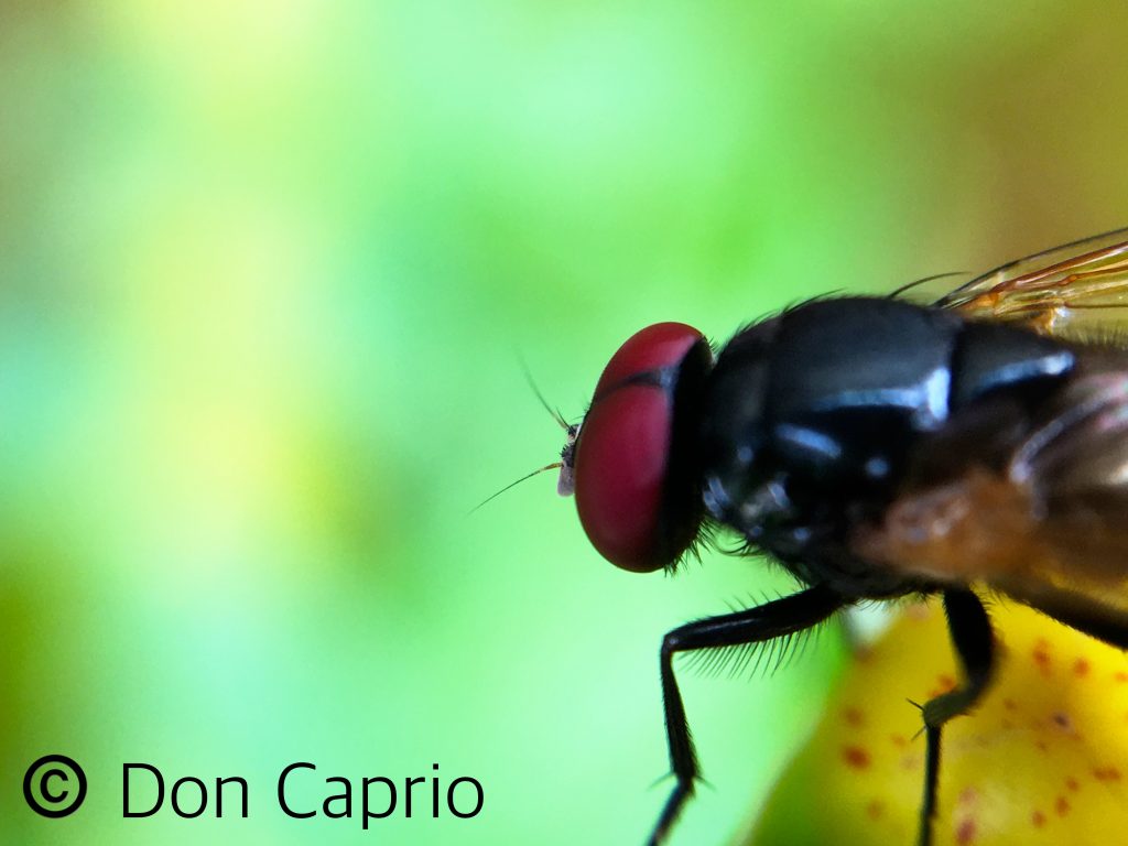 Top 5 (Free & Paid) Apps to Improve Your iPhoneography Skills