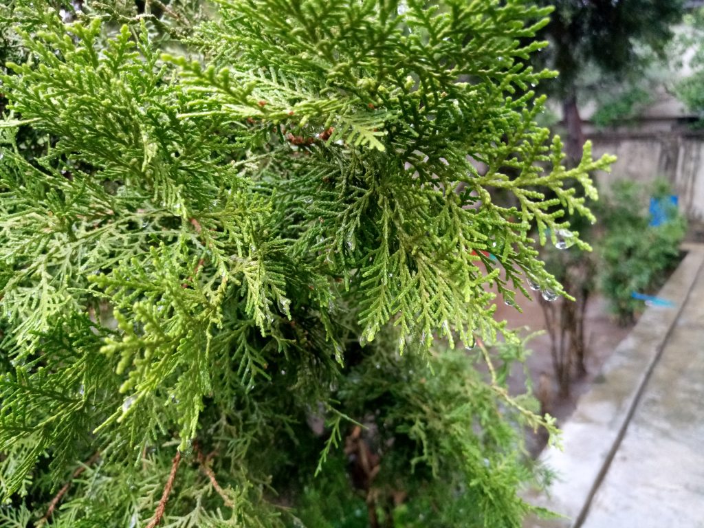 Tecno Camon CX camera sample