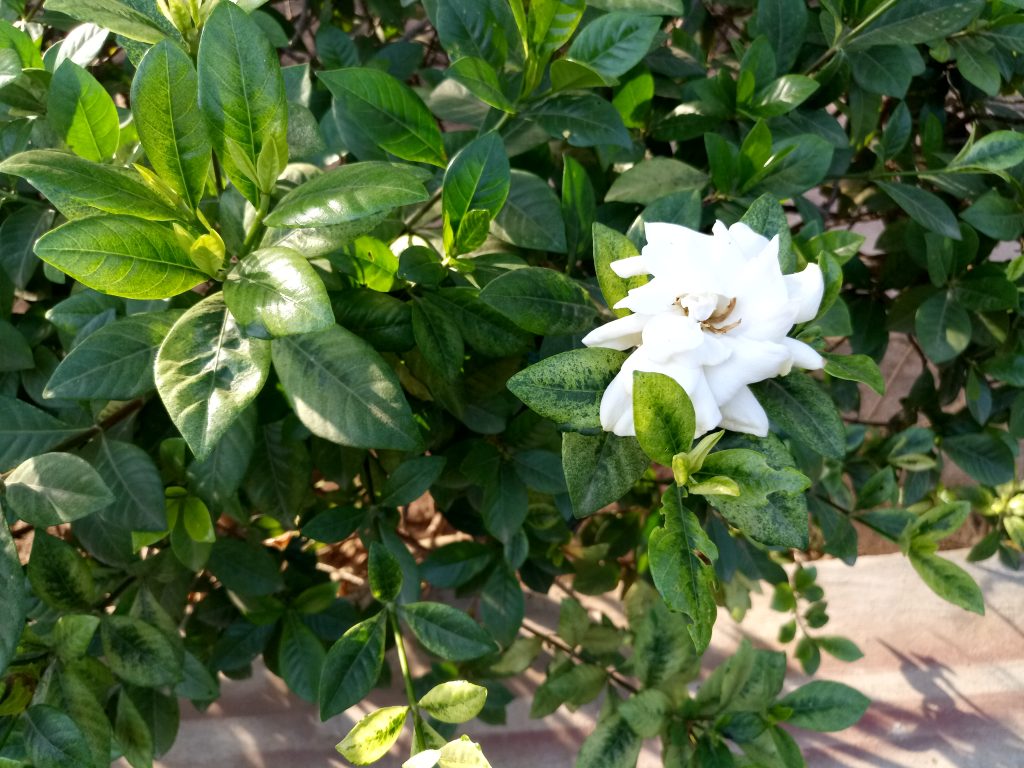 tecno camon cx sample photo