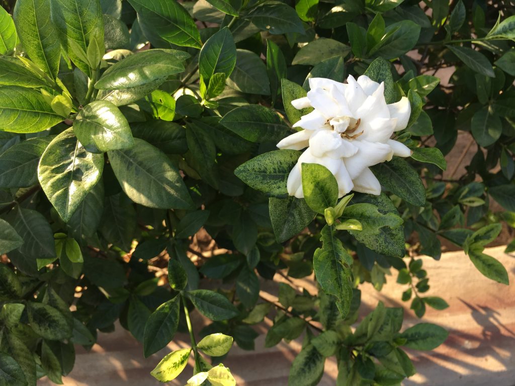 iPhone 6s Plus Sample image