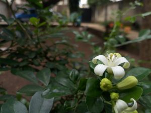 infinix note 4 camera sample